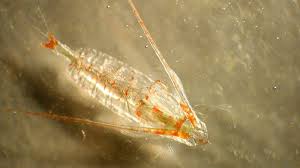 Attēlu rezultāti vaicājumam “Copepoda”