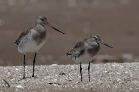 Image result for Limosa haemastica