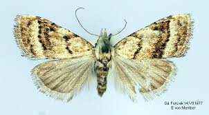 Attēlu rezultāti vaicājumam “Nola aerugula”