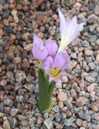 Attēlu rezultāti vaicājumam “Colchicum szovitsii subsp. szovitsii”