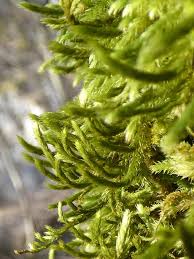 Attēlu rezultāti vaicājumam “Leucodon sciuroides”