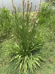 Attēlu rezultāti vaicājumam “Plantago lanceolata”