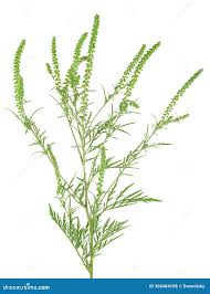 Attēlu rezultāti vaicājumam “Ambrosia artemisiifolia bud”