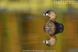 Image result for Podilymbus podiceps