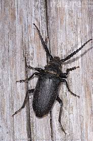 Attēlu rezultāti vaicājumam “Lamia textor”