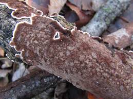 Attēlu rezultāti vaicājumam “Peniophora laurentii”