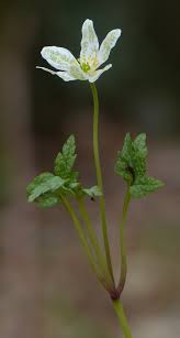 Attēlu rezultāti vaicājumam “Ochropsora ariae”
