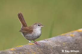 Image result for Cettia cetti