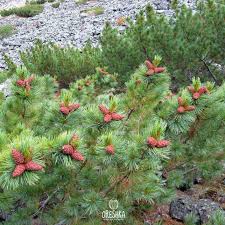 Attēlu rezultāti vaicājumam “Pinus pumila male flower”