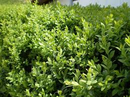 Attēlu rezultāti vaicājumam “Buxus sempervirens”