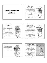 Attēlu rezultāti vaicājumam “Nematomorpha”