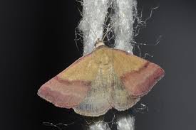 Attēlu rezultāti vaicājumam “Phytometra viridaria”