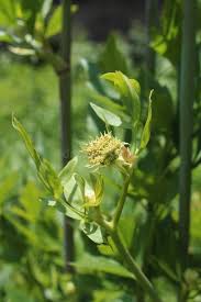 Attēlu rezultāti vaicājumam “Levisticum officinale flower”