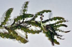 Attēlu rezultāti vaicājumam “Potamogeton trichoides leaf”