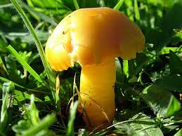 Attēlu rezultāti vaicājumam “Hygrocybe pseudoconica”