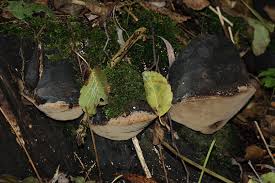 Attēlu rezultāti vaicājumam “Phellinus populicola”
