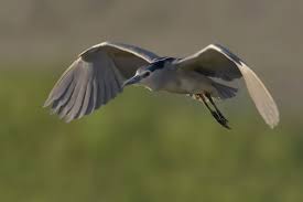 Attēlu rezultāti vaicājumam “Nycticorax nycticorax adult”