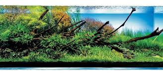 Znalezione obrazy dla zapytania takashi amano%