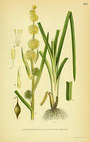 Attēlu rezultāti vaicājumam “Sparganiaceae”