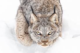 Afbeeldingsresultaat voor lynx