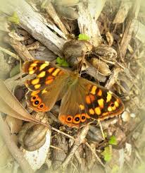 Attēlu rezultāti vaicājumam “Pararge aegeria upperside”