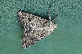 Attēlu rezultāti vaicājumam “Hadula trifolii”