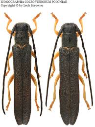 Attēlu rezultāti vaicājumam “Oberea oculata”