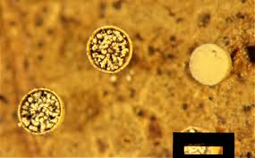 Attēlu rezultāti vaicājumam “Craterium minutum macro”