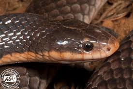 Attēlu rezultāti vaicājumam “Lycogala convexum sessile”