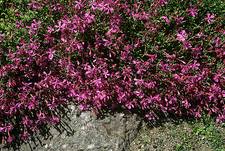 Image result for Silene schafta