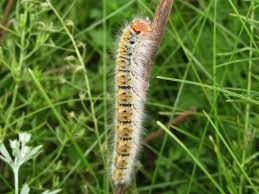 Attēlu rezultāti vaicājumam “Lasiocampa trifolii”