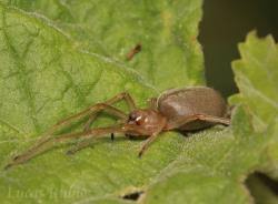 Attēlu rezultāti vaicājumam “Cheiracanthium sp.”
