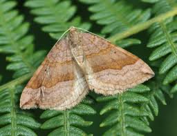 Attēlu rezultāti vaicājumam “Scotopteryx chenopodiata”