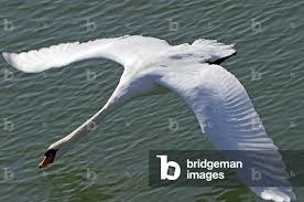 Attēlu rezultāti vaicājumam “Cygnus olor”