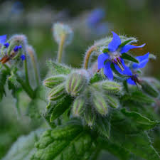 Attēlu rezultāti vaicājumam “Borago officinalis bud”