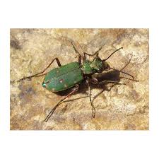 Attēlu rezultāti vaicājumam “Cicindela campestris imago”