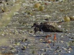 Attēlu rezultāti vaicājumam “Arenaria interpres adult”