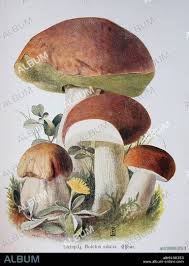 Attēlu rezultāti vaicājumam “Boletus edulis”
