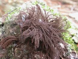 Attēlu rezultāti vaicājumam “Stemonitis splendens stalked”