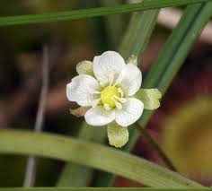 Attēlu rezultāti vaicājumam “Drosera rotundifolia flower”