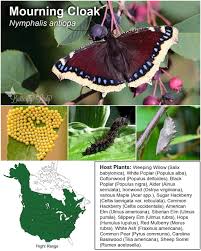 Attēlu rezultāti vaicājumam “Nymphalis antiopa underside”