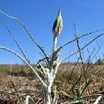 Attēlu rezultāti vaicājumam “Tragopogon heterospermus bud”