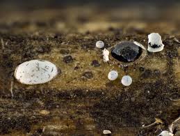 Attēlu rezultāti vaicājumam “Didymium difforme sessile”