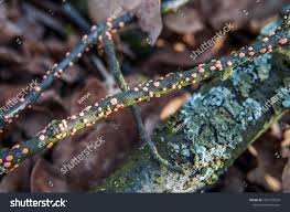 Attēlu rezultāti vaicājumam “Nectria cinnabarina”