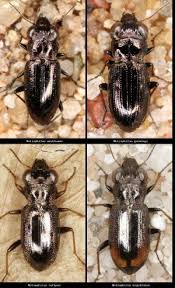 Attēlu rezultāti vaicājumam “Notiophilus germinyi”