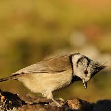 Attēlu rezultāti vaicājumam “Lophophanes cristatus adult”