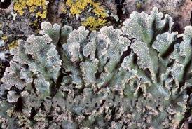 Attēlu rezultāti vaicājumam “Physconia enteroxantha”