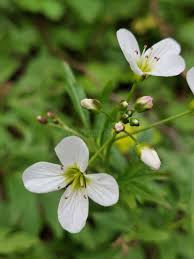 Attēlu rezultāti vaicājumam “Cardamine amara flower”