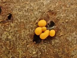 Attēlu rezultāti vaicājumam “Hemitrichia lutescens”