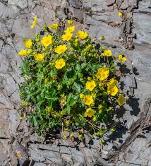Attēlu rezultāti vaicājumam “Potentilla reptans”